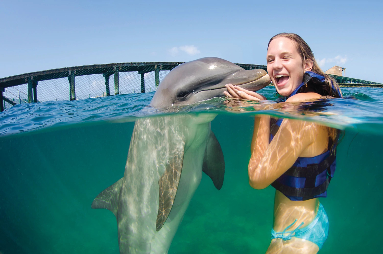 Dolphin kiss and interaction